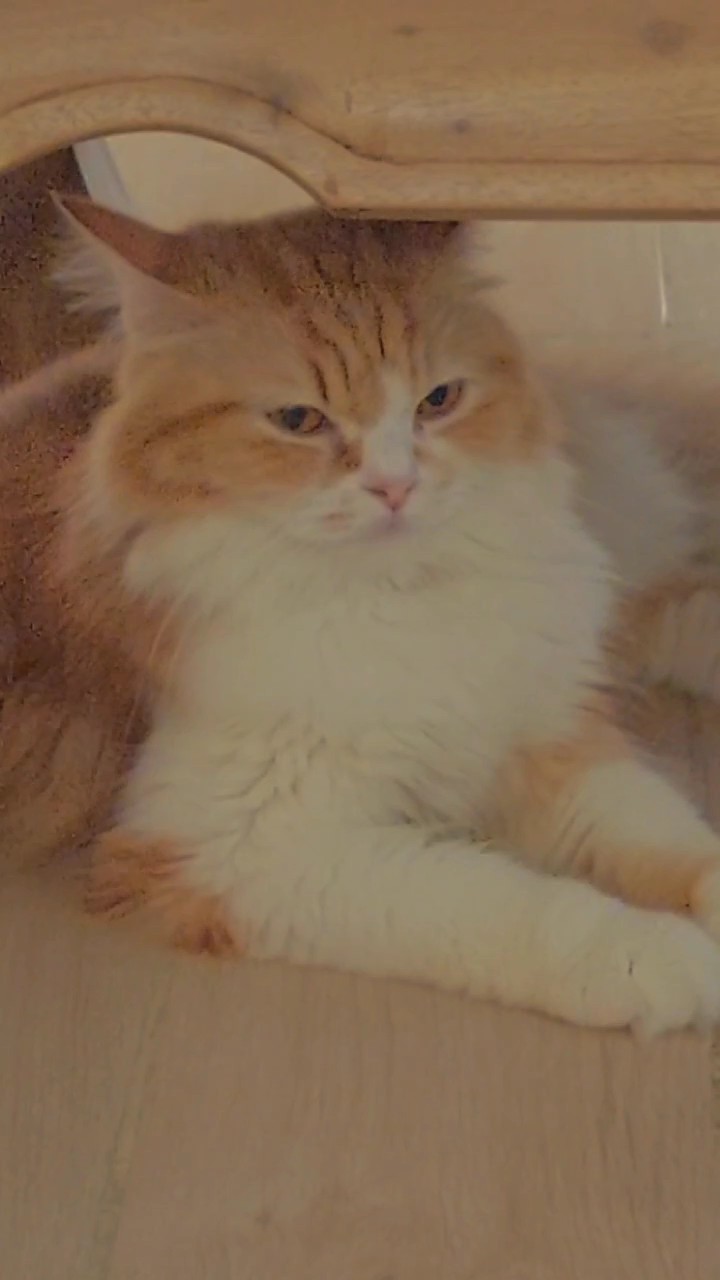 4 video|kucing cute