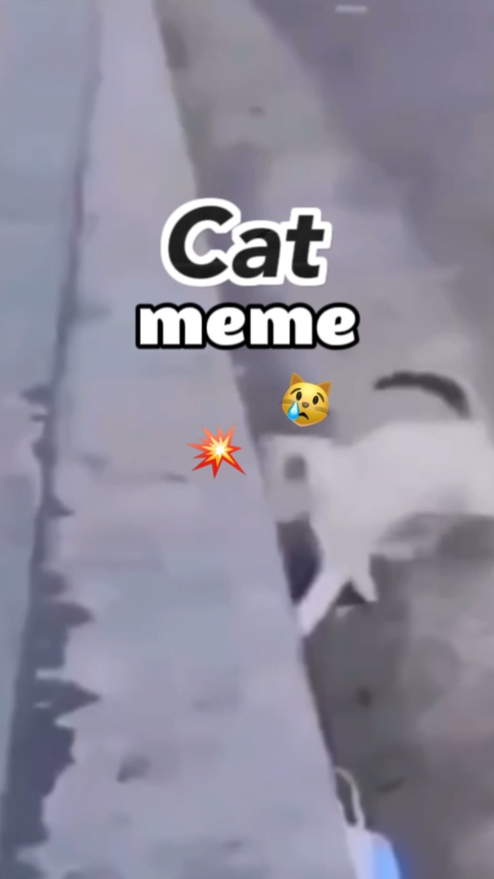 Katze Meme