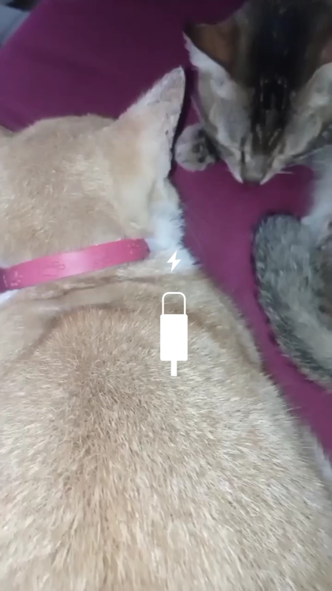 low baterai kucing