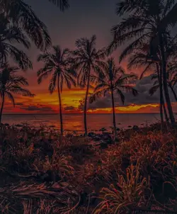 🎶MEKAR DI JIWA-XRAY