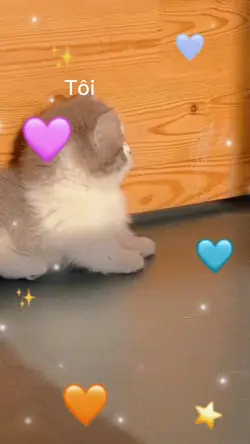 mẫu hai con mèo 