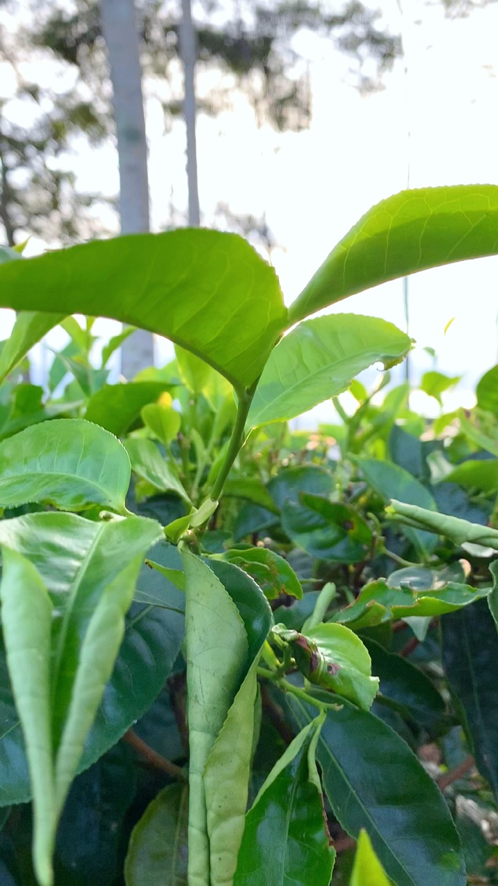 🍃