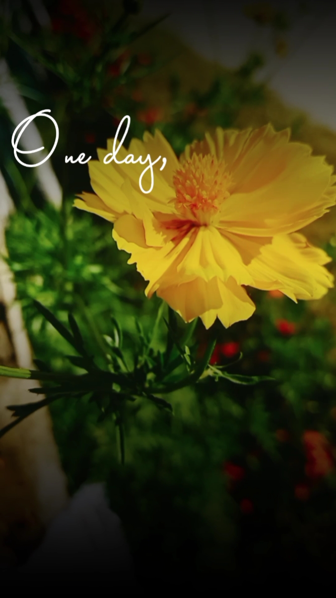 Blühen wie eine Blume