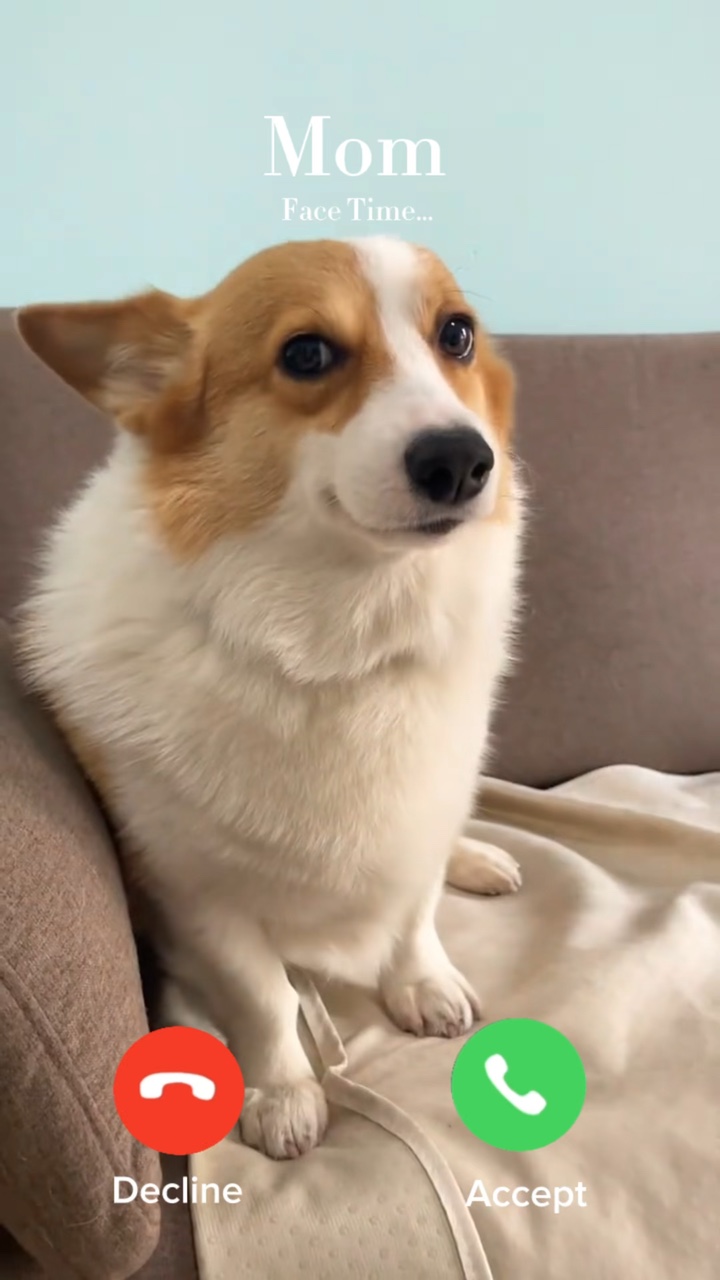 sevimli köpek