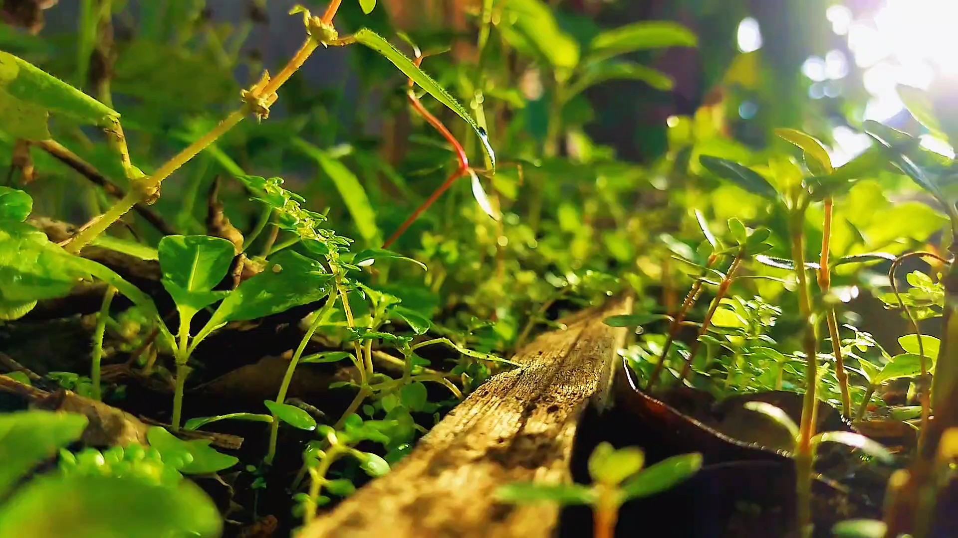 Naturaleza estética