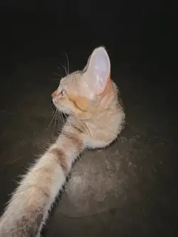 StopMotion