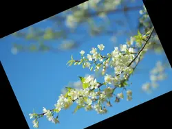 ซ้ายขวา พลิก