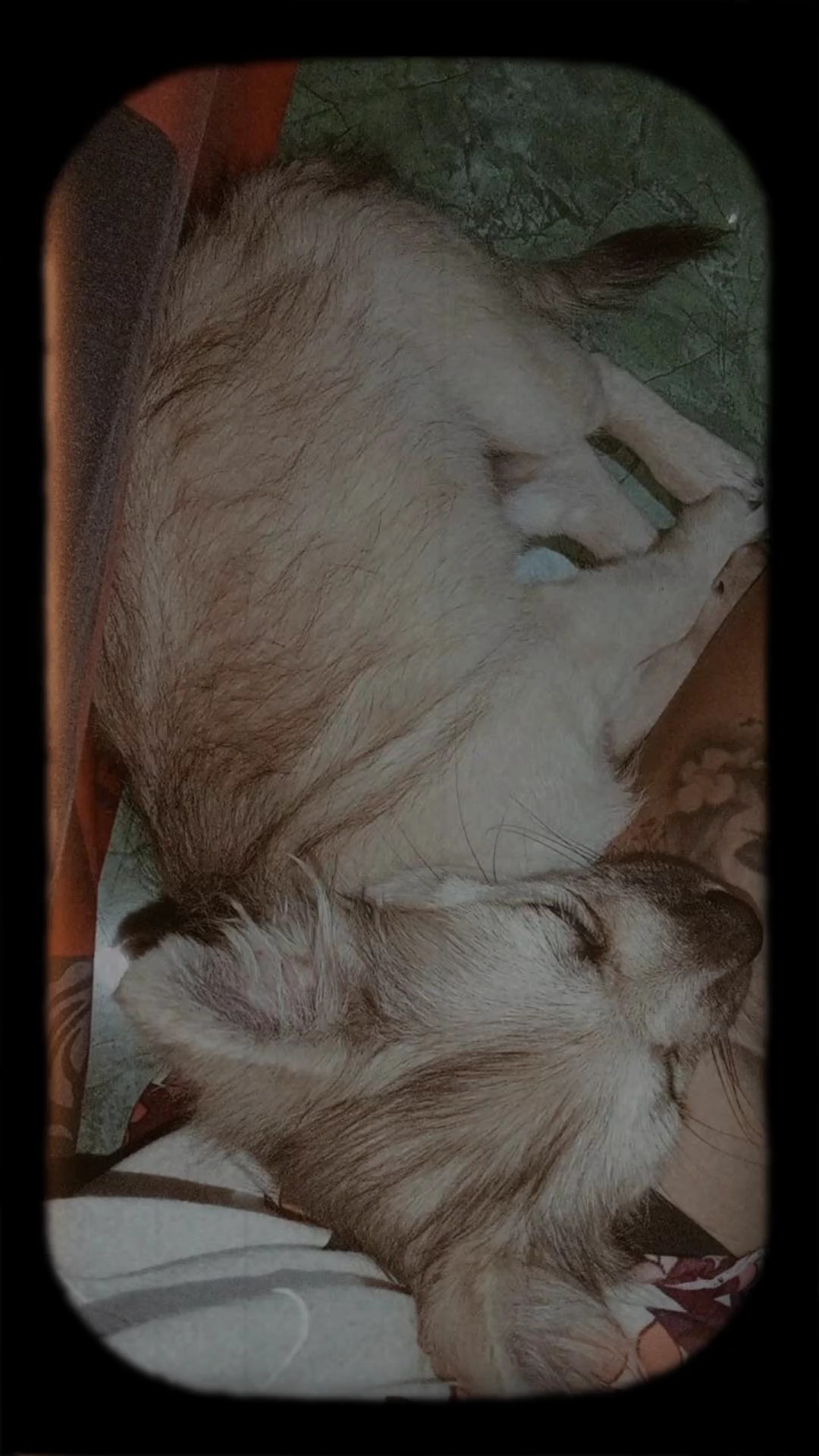 DEP mi adorable perro