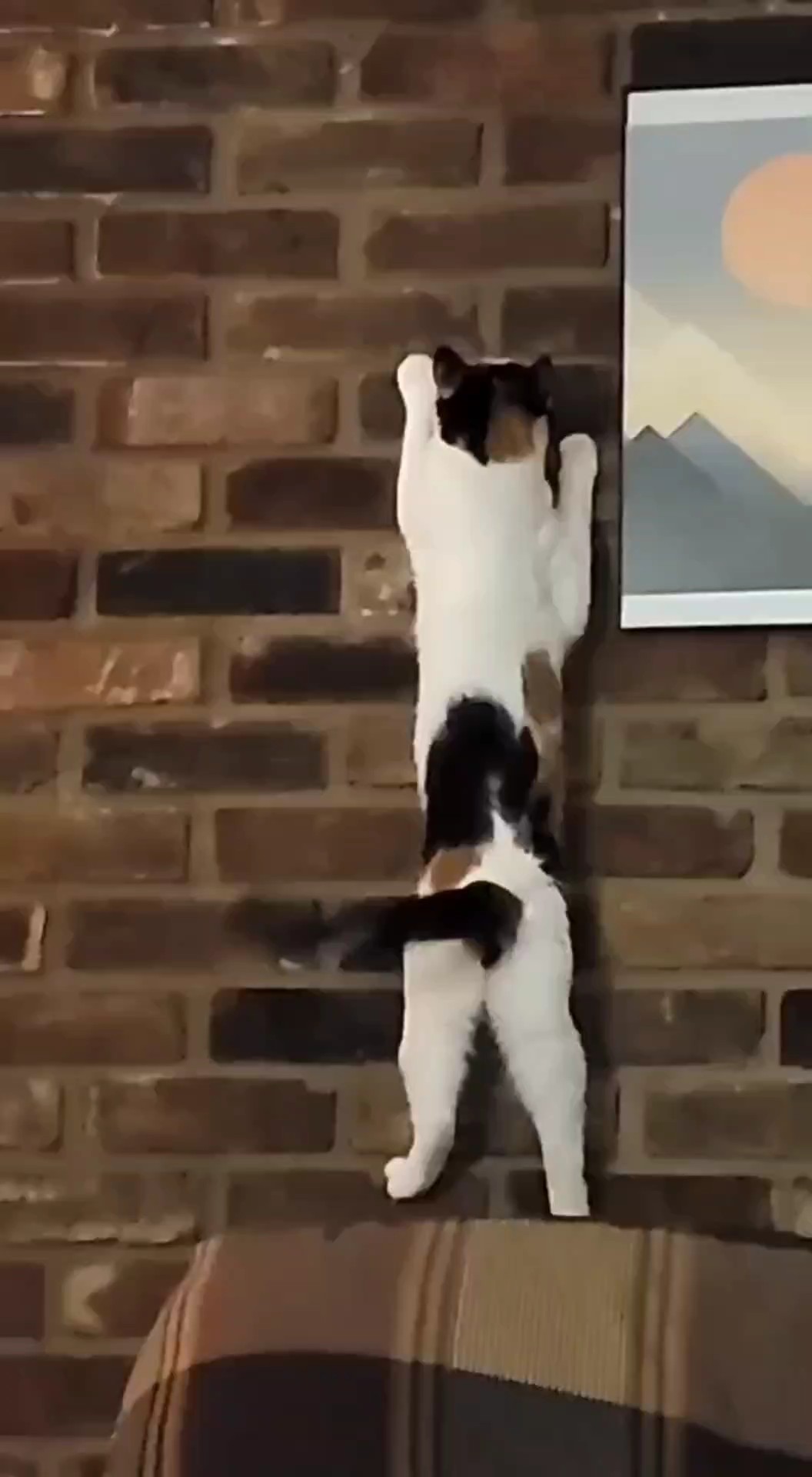 kucing misi