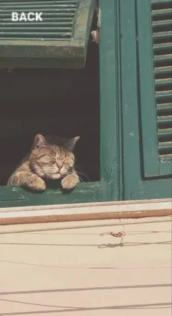 meong