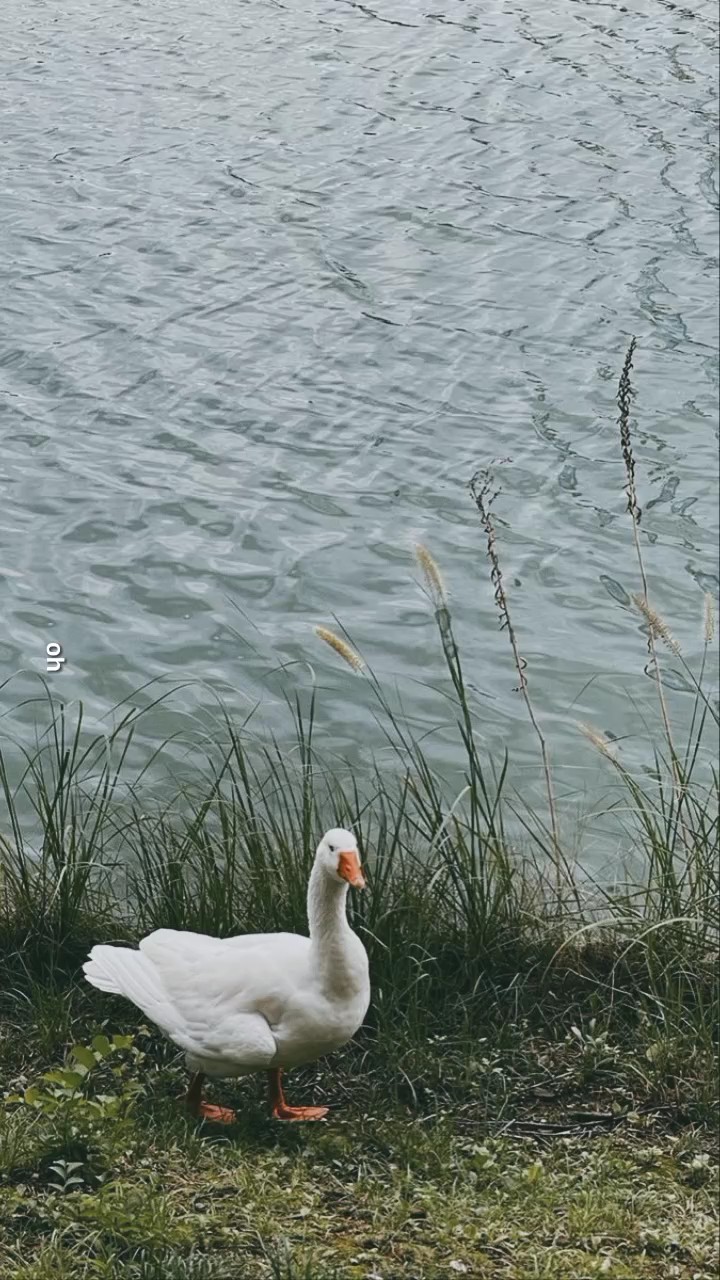 Felicidad - Roc