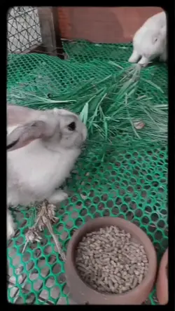 Rabbit