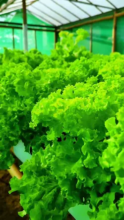 Hydroponics Lettuce