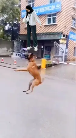 prank anjing