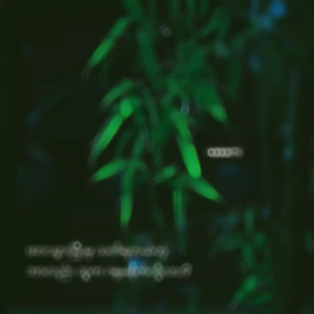 သတိရတယ်တဲ့ဗျာ.......