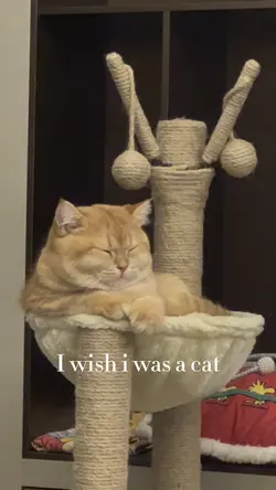 Meow Meow template 
