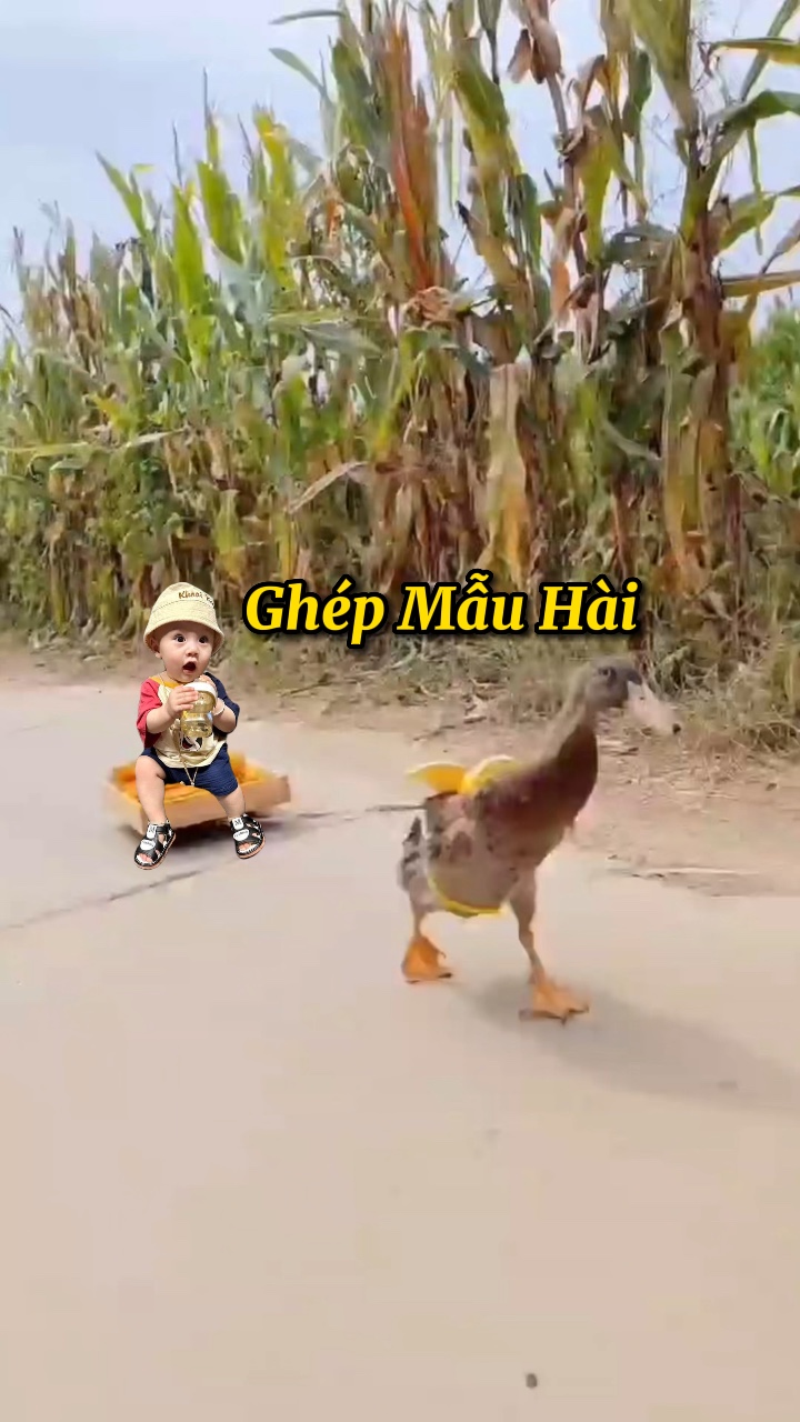 Ghép Vui V