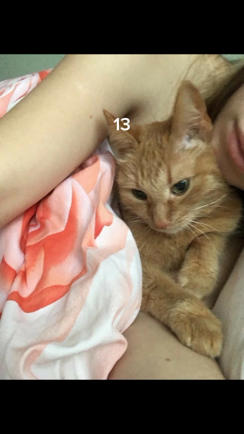 Kucing | 13