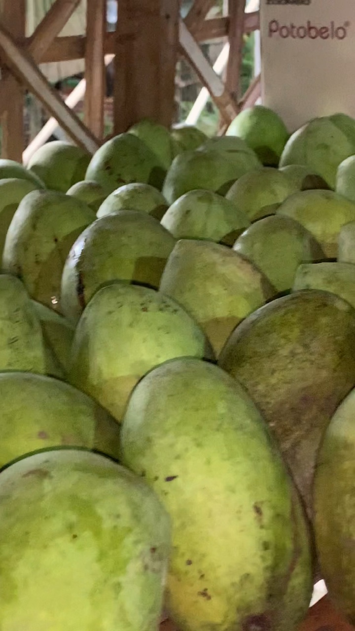 Mangue
