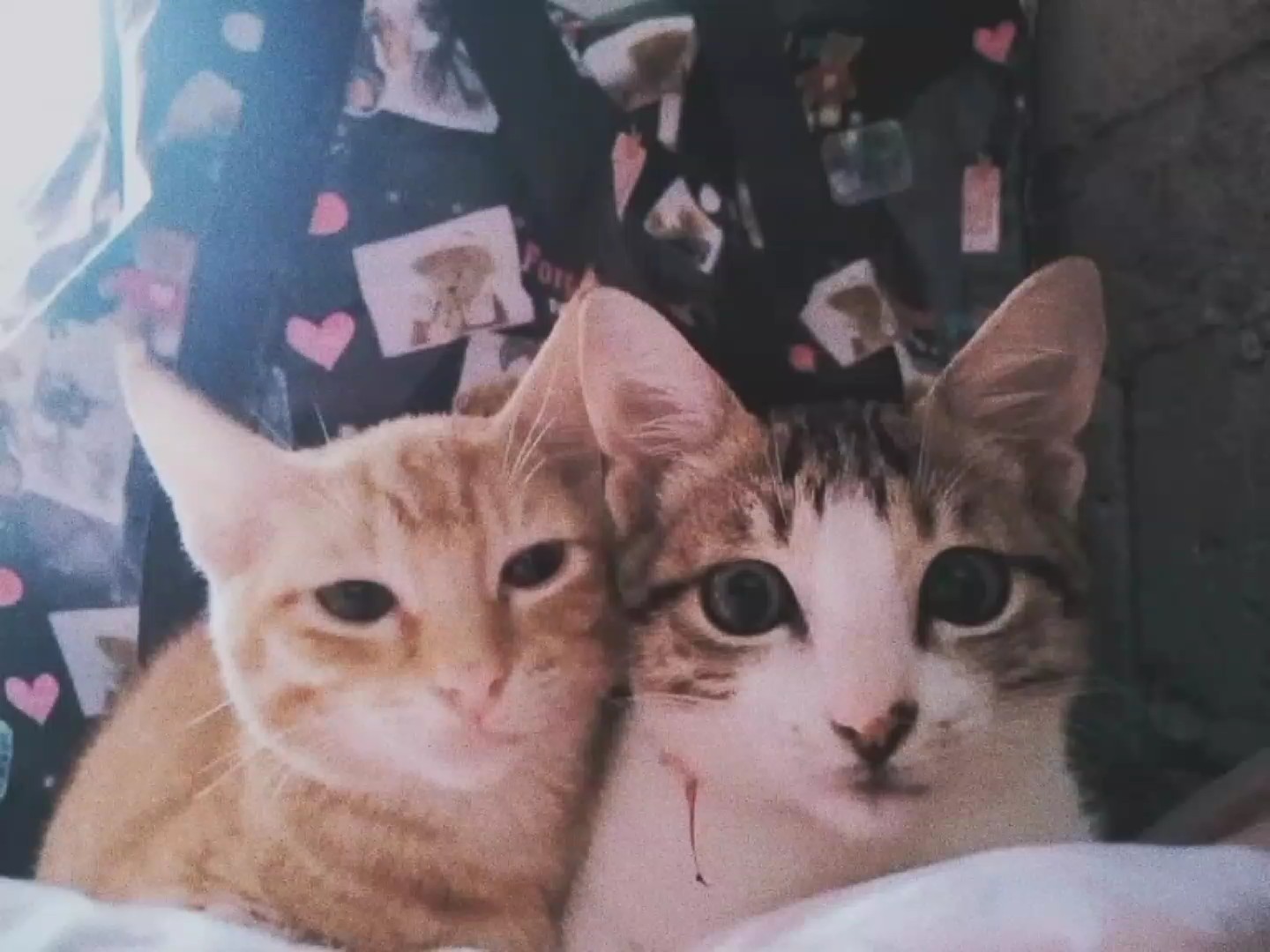 amour
