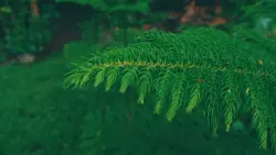 Baby Stop-Altajmusic