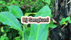 Dj Sengkuni