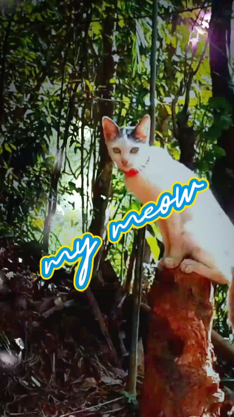 我的猫
