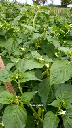 PETANI CABE