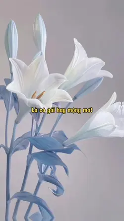 Mẫu 34 ảnh + lyric