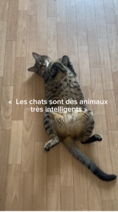 komik kedi