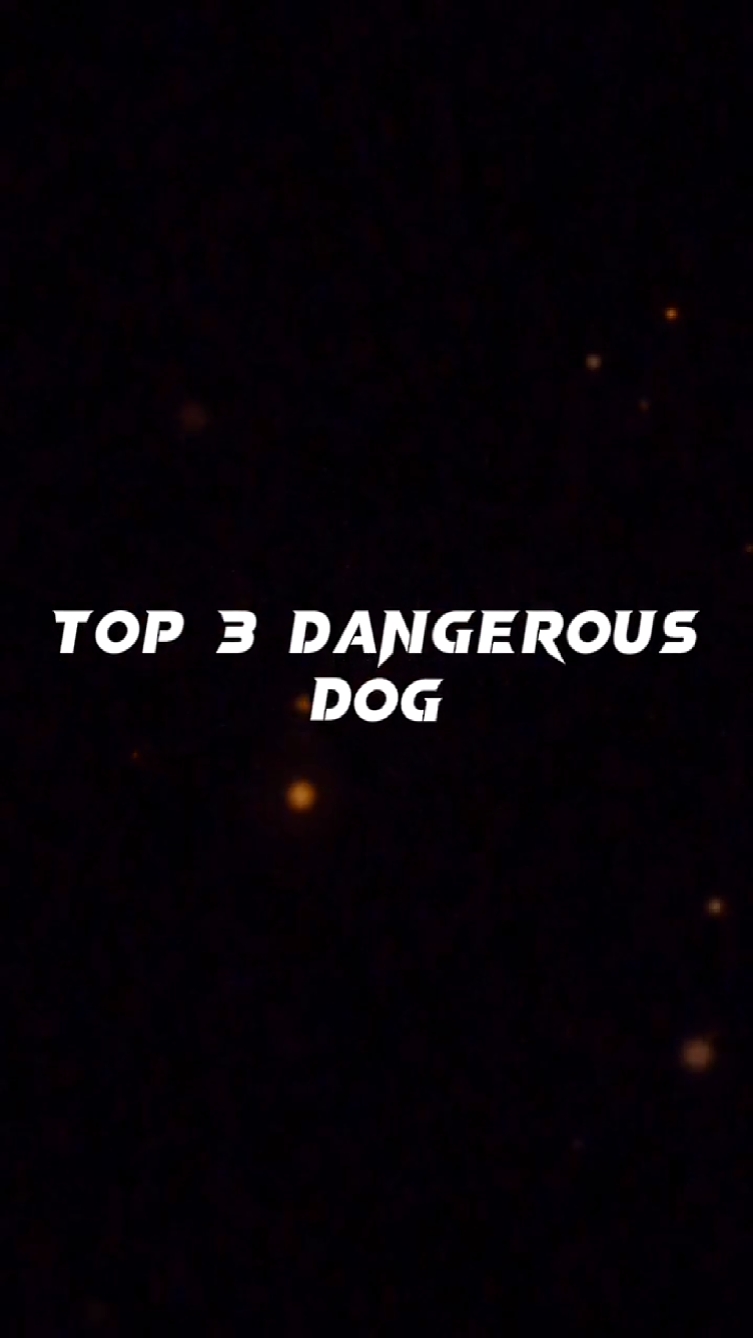 İlk 3 Tehlikeli Köpek 