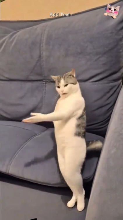 kucing lucu.. 