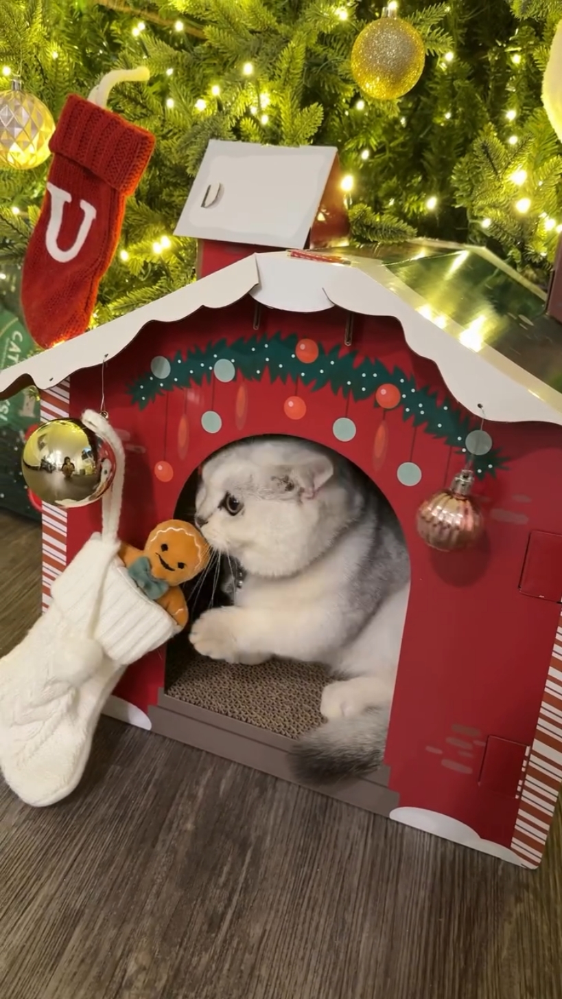 Idea de casa de mascotas Navidad 