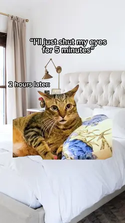 Cat Napping 😴 