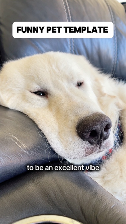 Funny Pet Video 