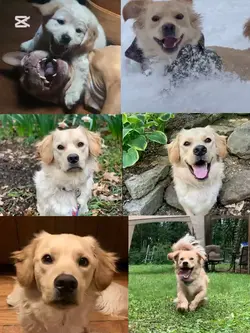 Pet dump