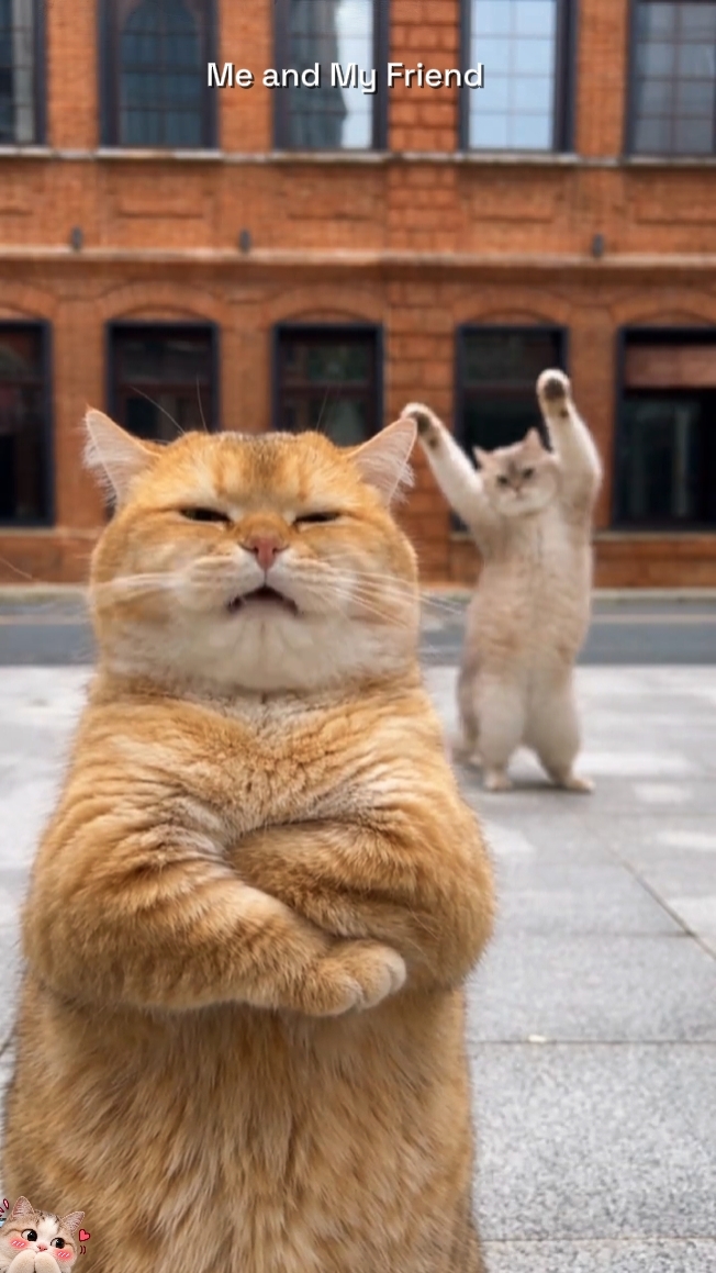 Tendencia del gato de baile 