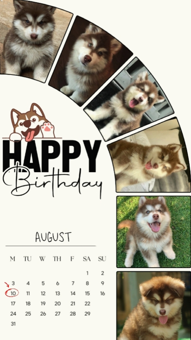 PERRO DE CUMPLEAÑOS
