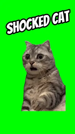 Shocked Cat