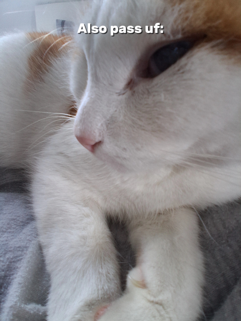 Plantilla de gato divertida 
