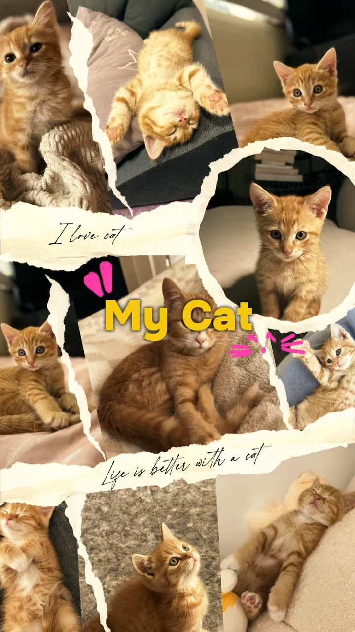 Kucing saya lucu 