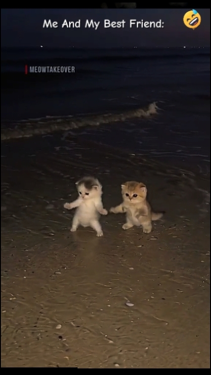 Cute Cat