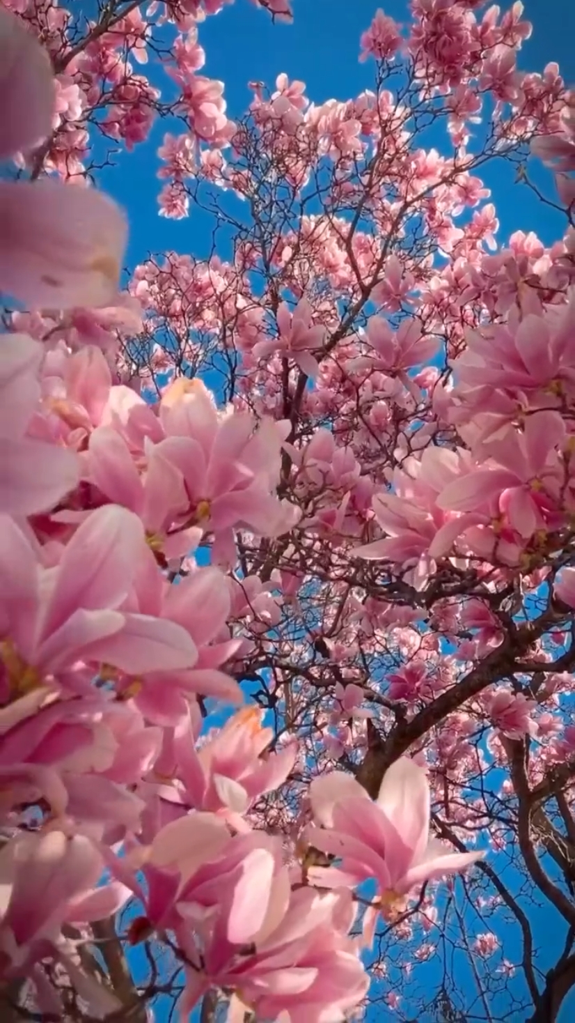 꽃 sakura
