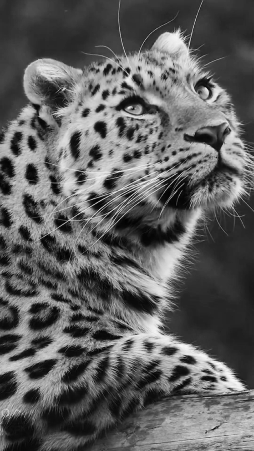 LOS ANIMALES IMPORTAN