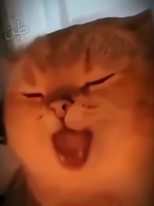 Kedi Trend Sesi 🐈