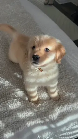 my dog 