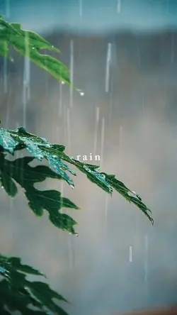 Rain 