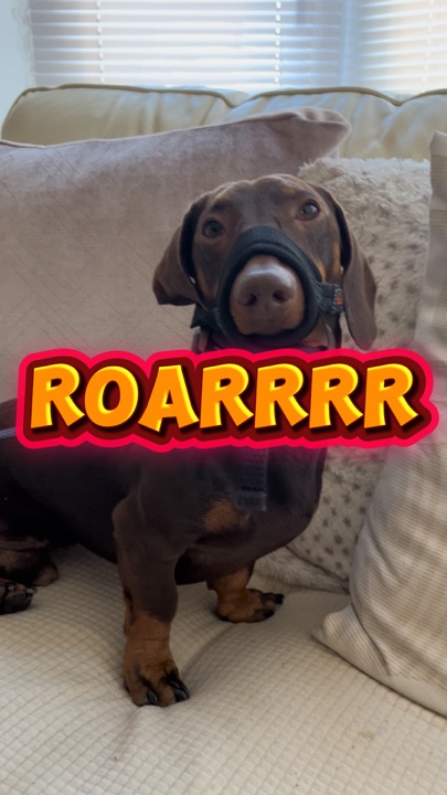 Soy un perro vicioso