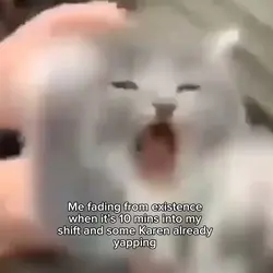 Screaming cat