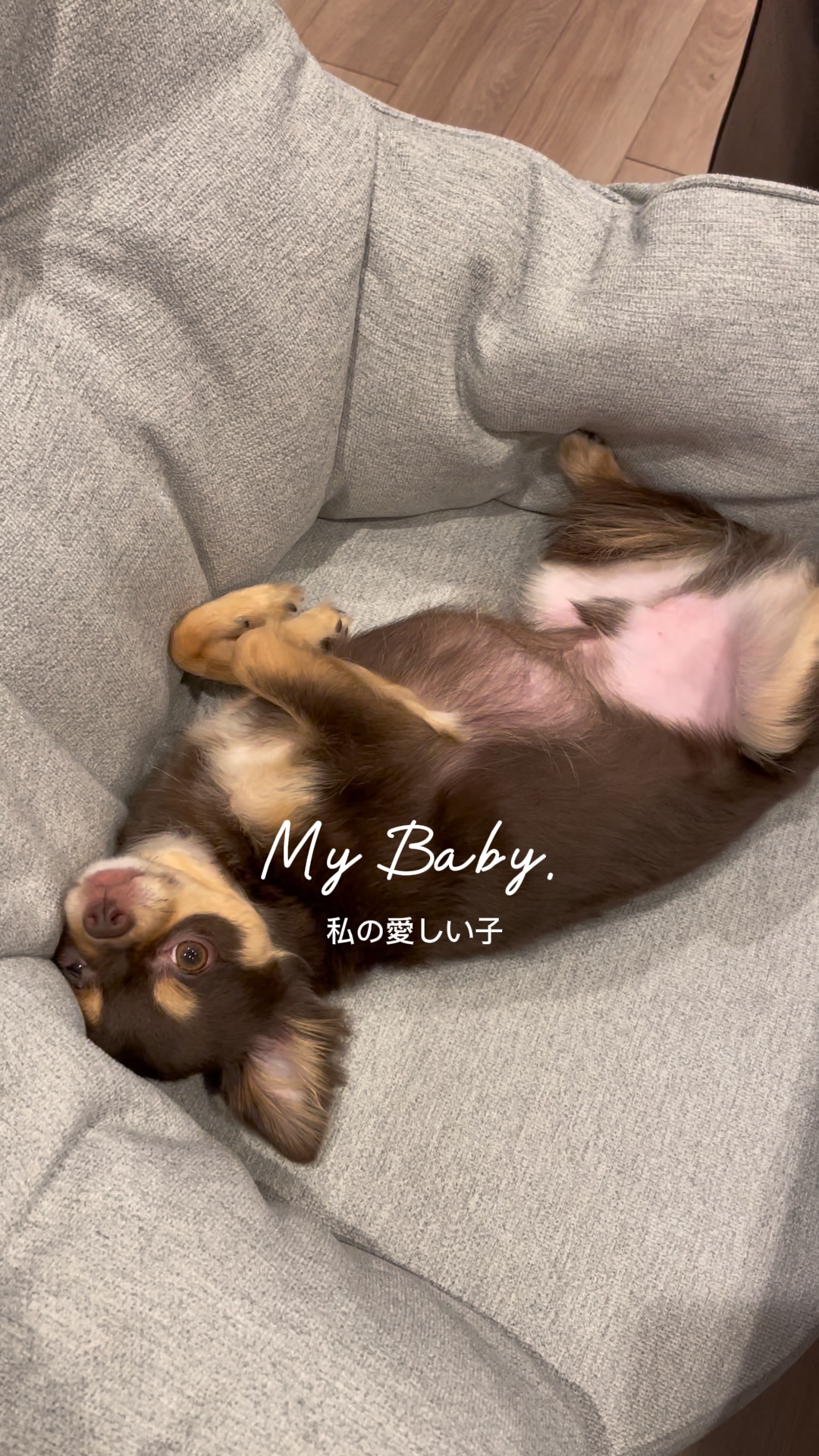 ￫ ￫ ￫ Mi Bebé Mi Tr